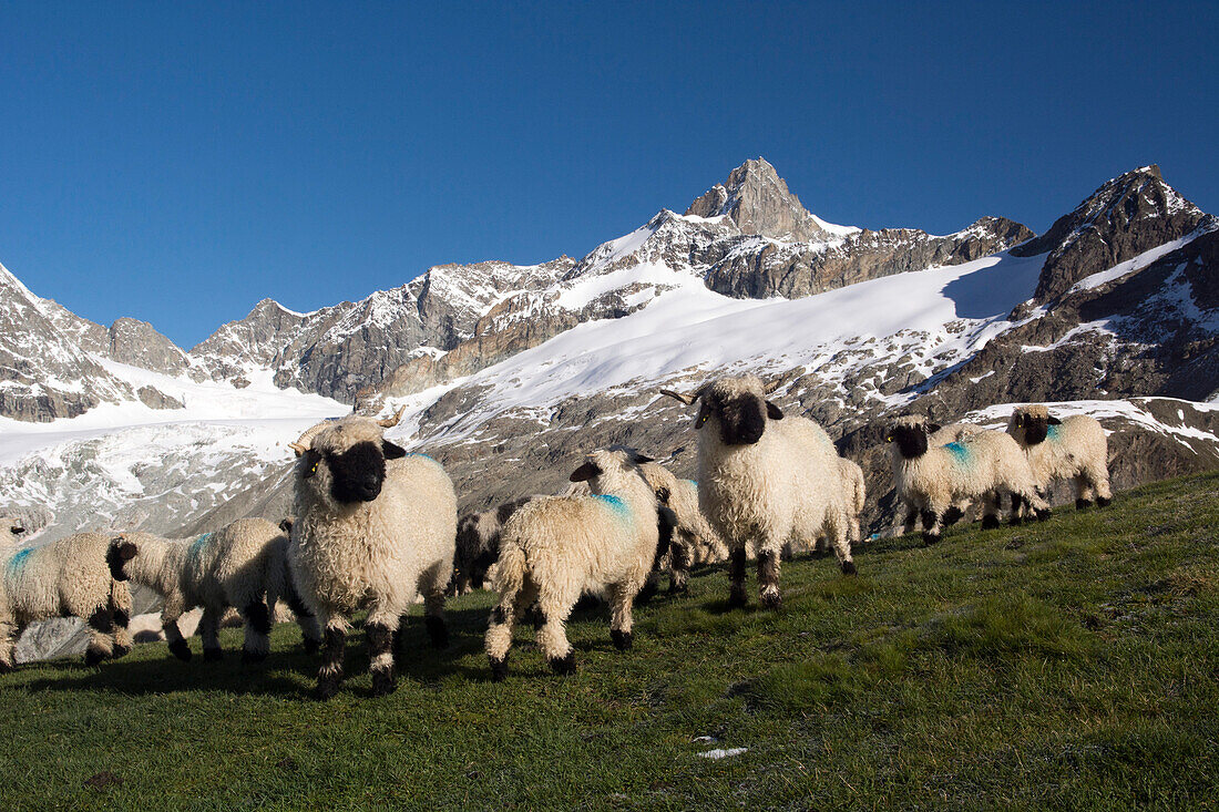 Walliser Schwarznasenschafe stehen auf einer Wiese, dahinter das Zinalrothorn, Walliser Alpen, Kanton Wallis, Schweiz