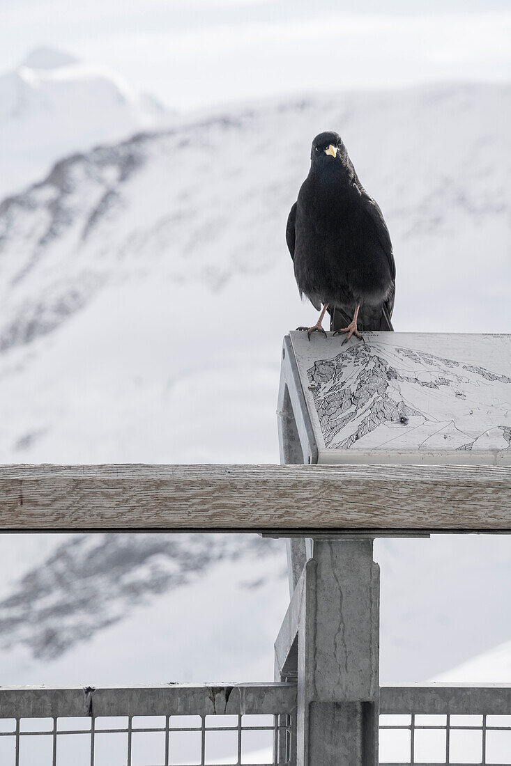 An Alpine chough, Pyrrhocorax graculus, on Jungfraujoch, Bernese Alps, canton of Valais, Switzerland