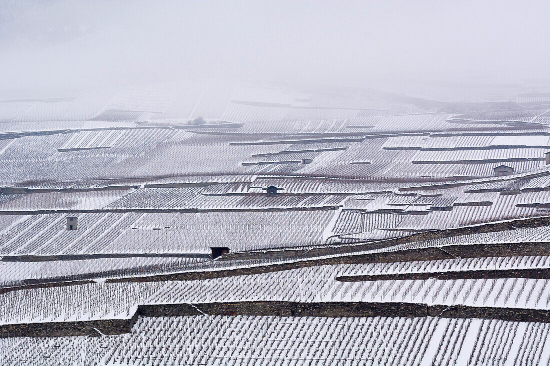 Snow-covered vineyards between the towns of Martigny and Sion, Rhône Valley, canton of Valais, Switzerland