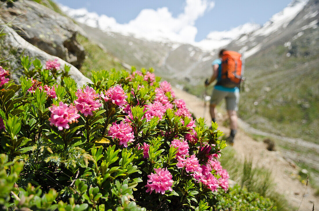 Blühende Alpenrosen, dahinter eine Frau mit Rucksack auf einem Wanderweg, Walliser Alpen, Kanton Wallis, Schweiz