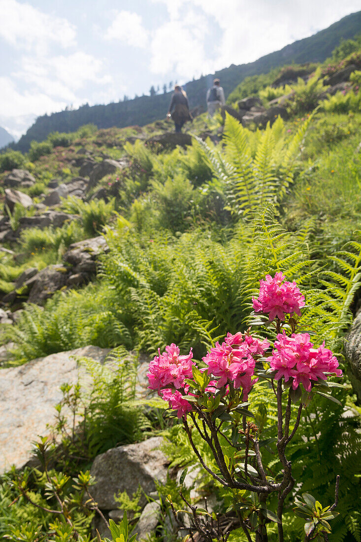 Pink blühende Alpenrosen und grüne Farne, dahinter zwei Wanderer, Triftgebiet, Berner Alpen, Kanton Bern, Schweiz