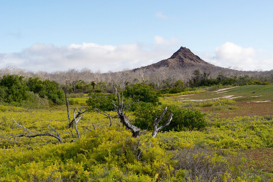 Der schwarze Gipfel des Cerro Dragón, Insel Santa Cruz, Galapagosinseln, Ecuador