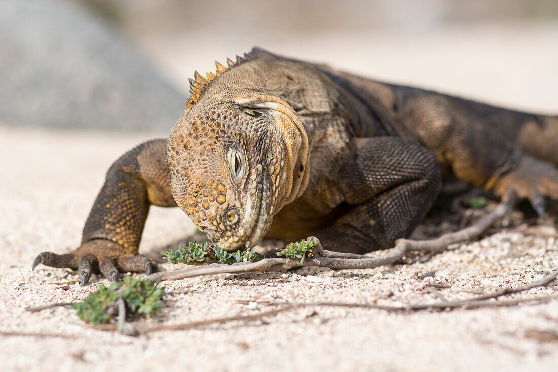 Ein Galapagos-Landleguan, Conolophus subcristatus, auf der Insel namens Isla Seymour Norte, Galapagosinseln, Ecuador