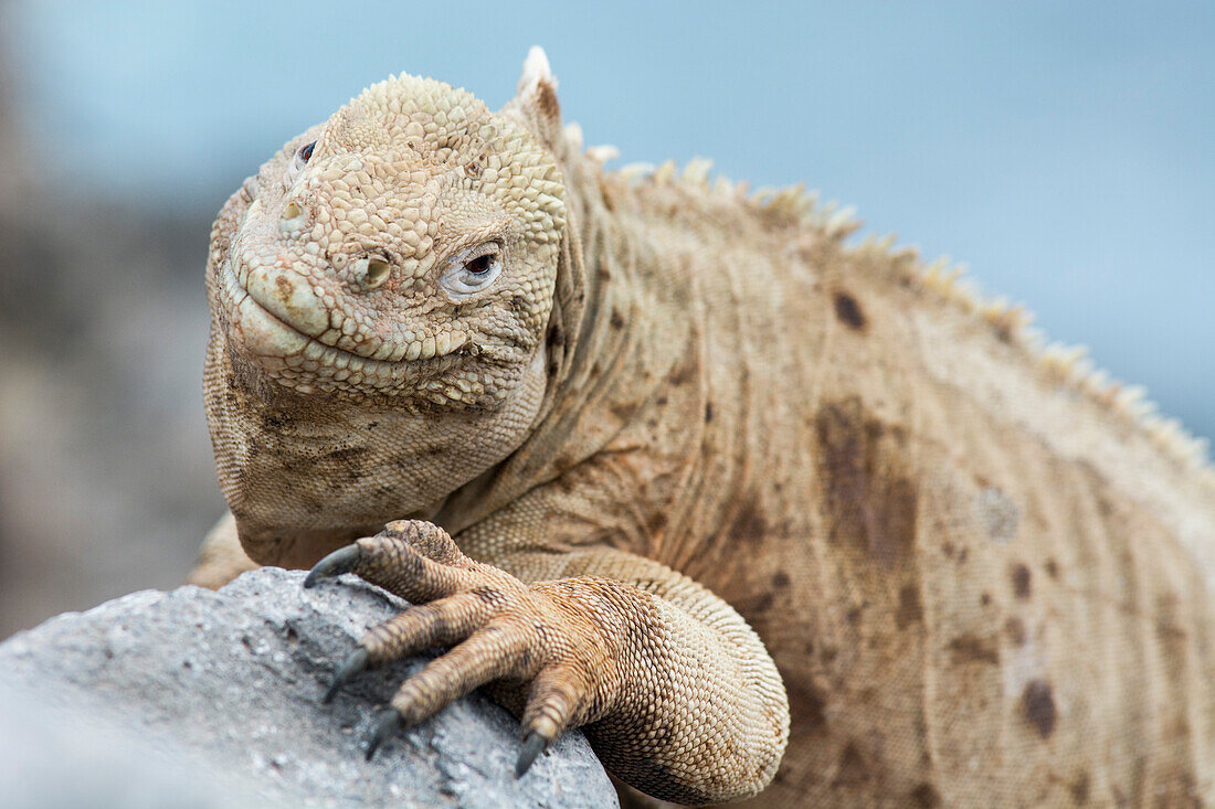 A Galapagos land iguana, Conolophus subcristatus, Santa Fe Island, Galapagos Islands, Ecuador