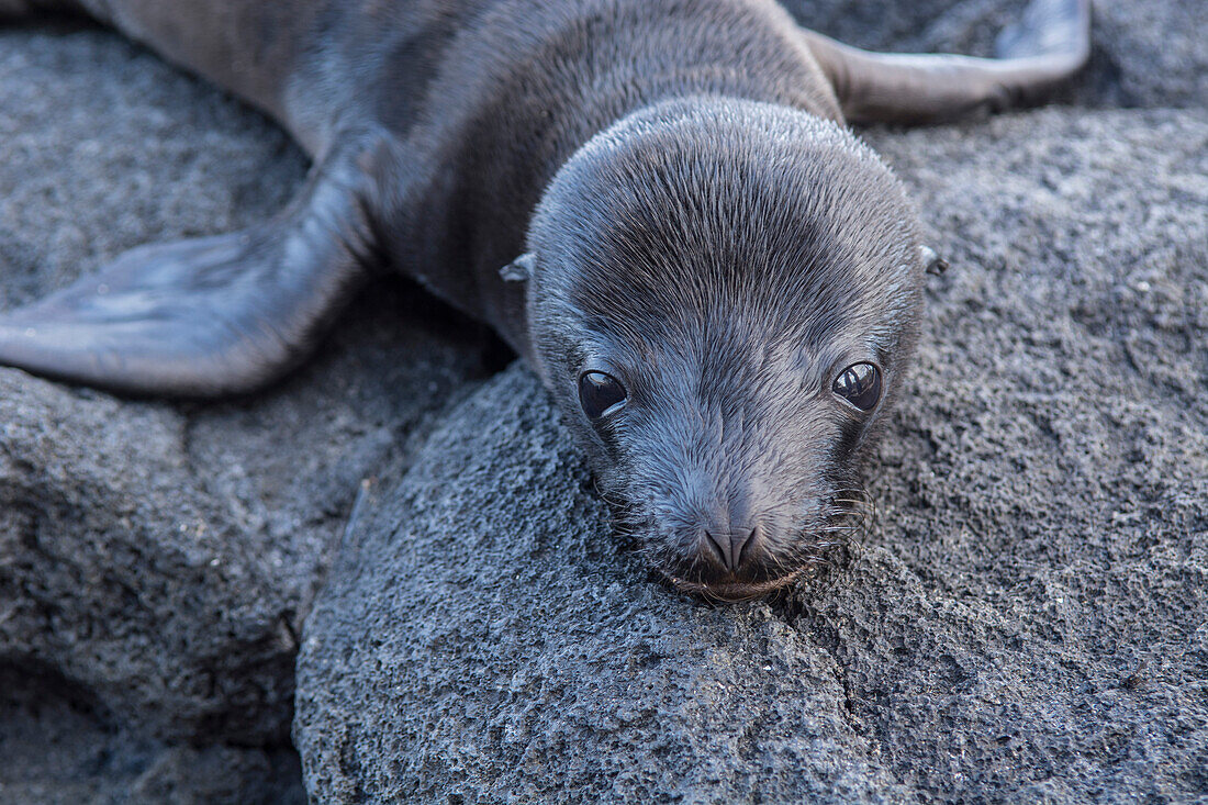 A Galapagos fur seal pup, Arctocephalus galapagoensis, on a volcanic rock near Punta Espinoza on Fernandina Island, Galapagos Islands, Ecuador