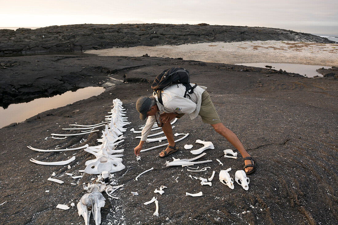 The biologist und nature guide Salvador Cazar standing next to the carcass of a whale, Punta Espinoza on Fernandina Island, Galapagos Islands, Ecuador