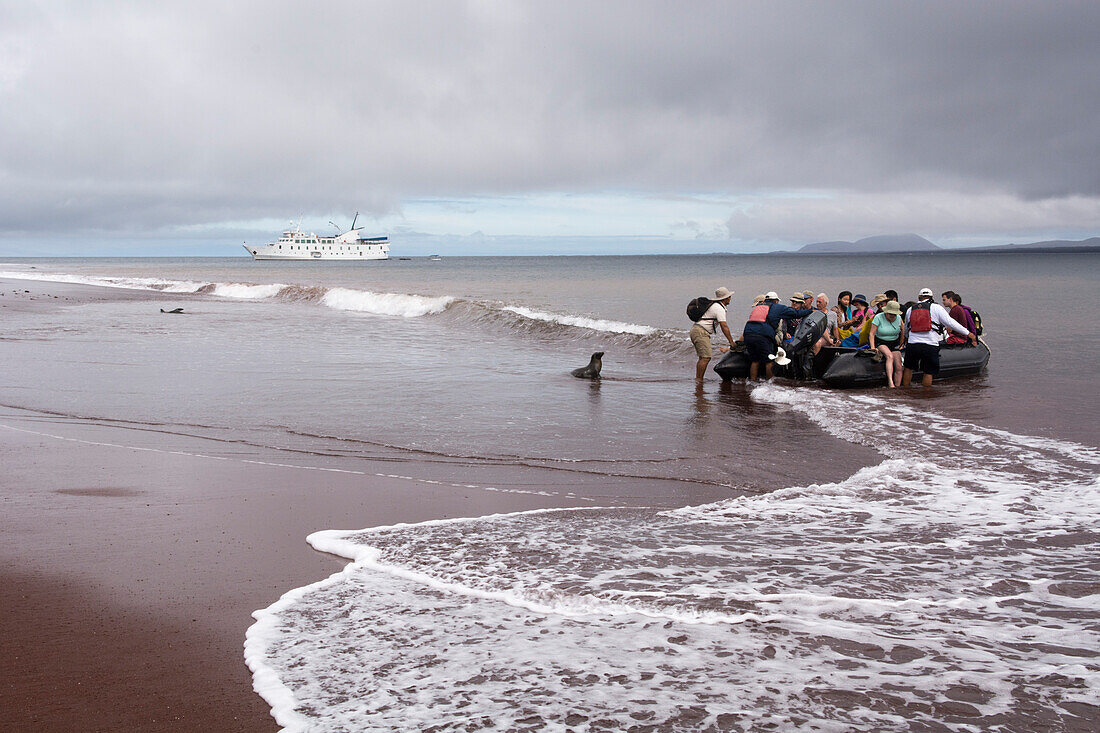 Eine Gruppe von Besuchern steigt während einem sogenannten Wet Landing an einem roten Sandstrand vom Zodiac, ein Galápagos-Seelöwe beobachtet sie, im Hintergrund das Boot La Pinta, Insel Rábida, Galapagosinseln, Ecuador