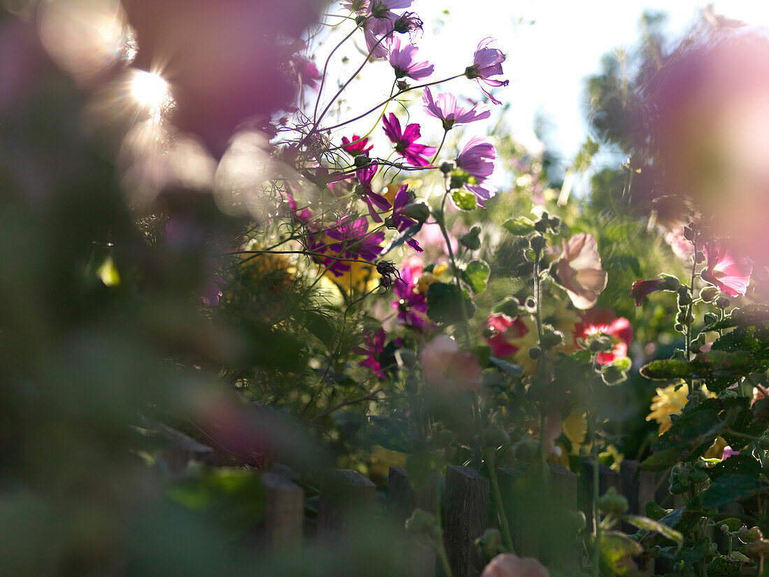 Autumn flowers, Fraueninsel, Chiemsee, Bavaria, Germany