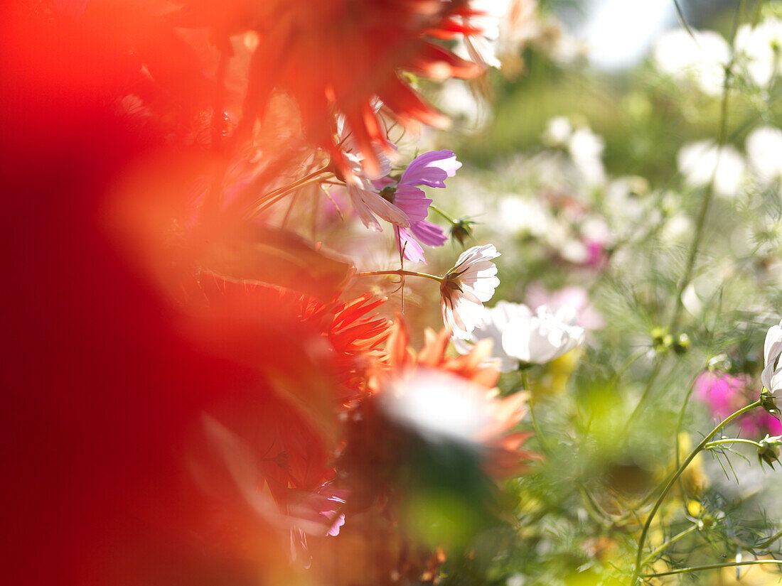 Autumn flowers, Fraueninsel, Chiemsee, Bavaria, Germany