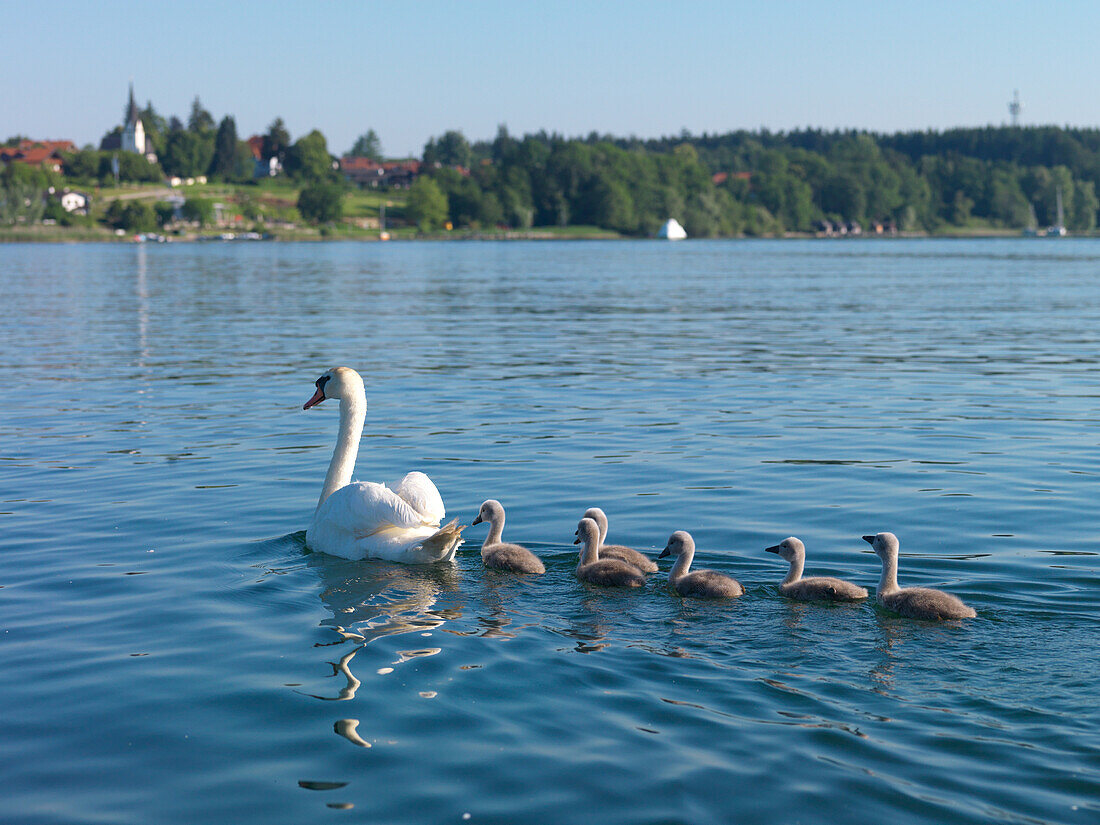 Swan and cygnets on lake Chiemsee, Gstadt am Chiemsee, Upper Bavaria, Germany