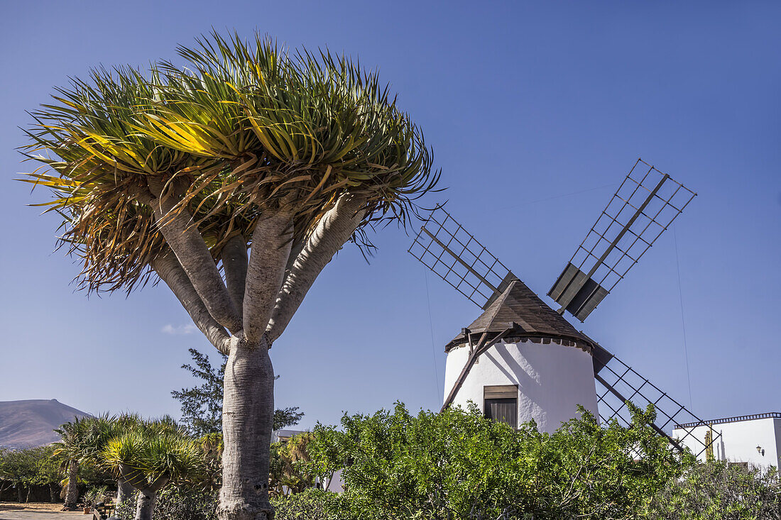 Restaurierte Mühle von Antigua, Fuerteventura, Kanaren, Spanien