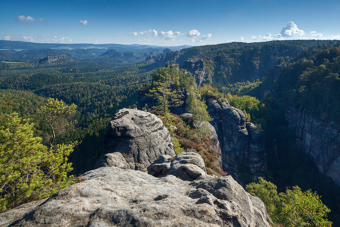 View towards Heringstein and the small Zschand in summer with rocks and pine trees in the foreground, National Park Saxon Switzerland, Saxony, Germany