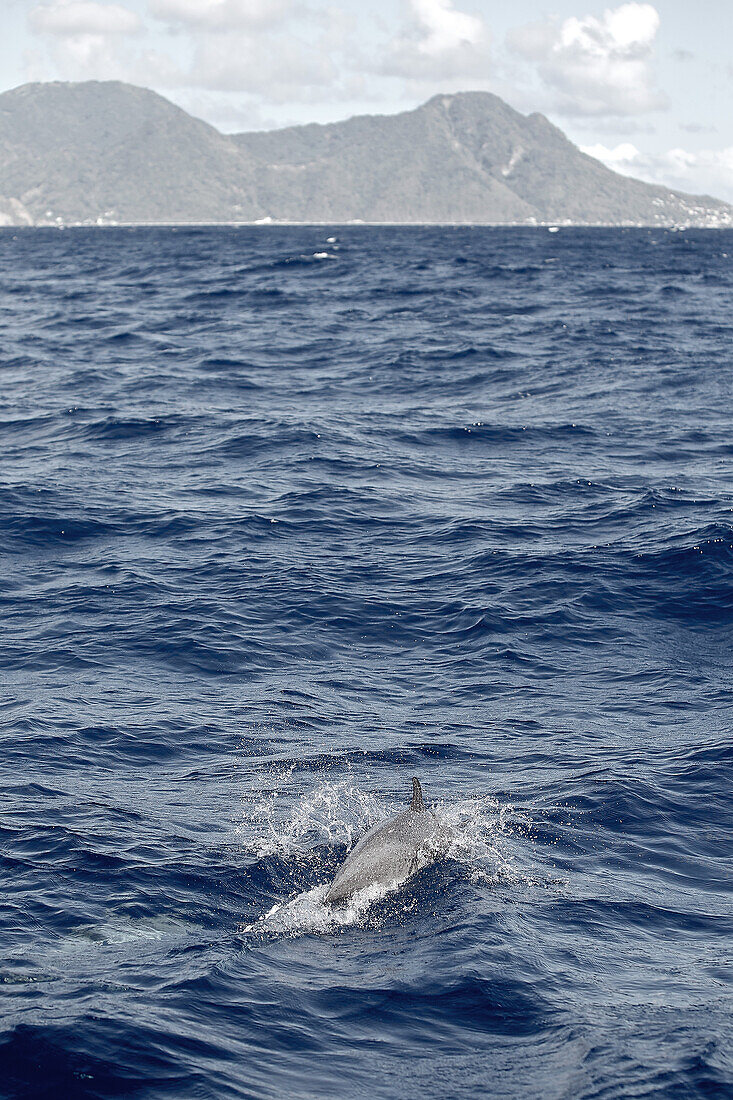 Schwimmender Delphin, Dominica, Kleine Antillen, Karibik