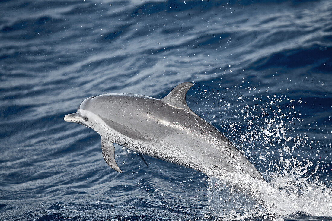 Jumping dolphin, Dominica, Lesser Antilles, Caribbean