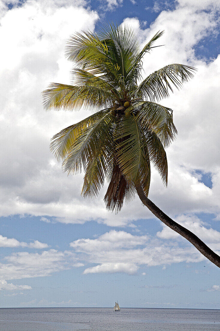 Palm tree at sea, Dominica, Lesser Antilles, Caribbean