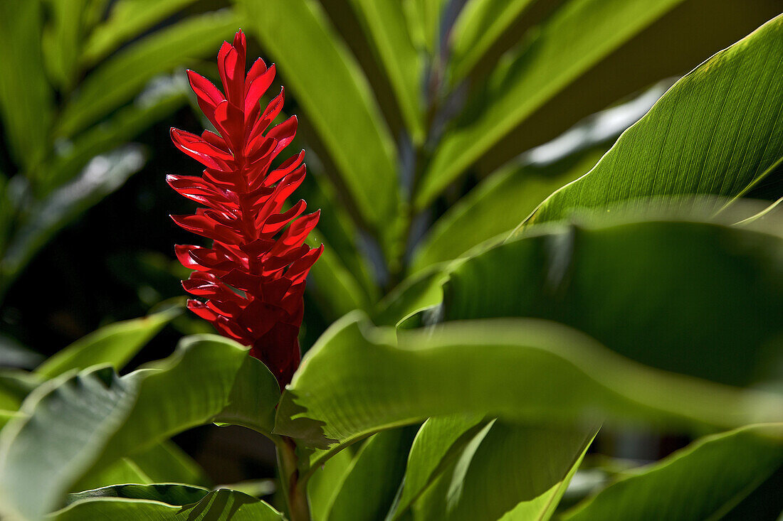 Rote Blüte, Dominica, Kleine Antillen, Karibik