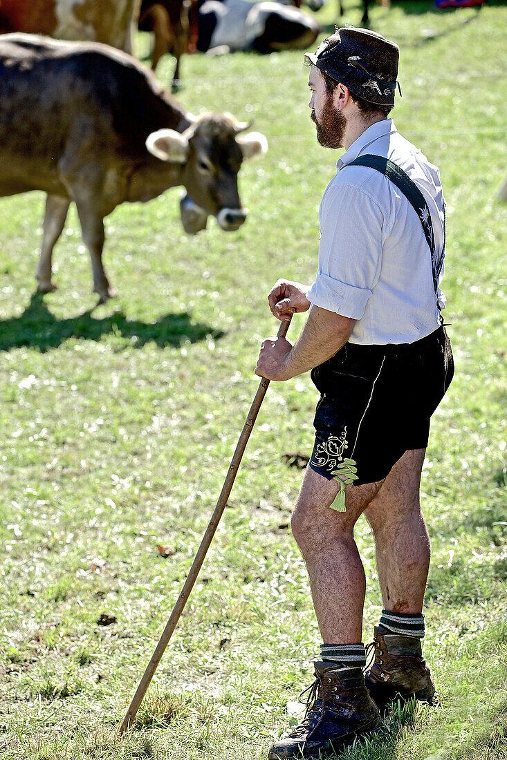 Mann in Tracht beim Viehscheid, Allgäu, Bayern, Deutschland