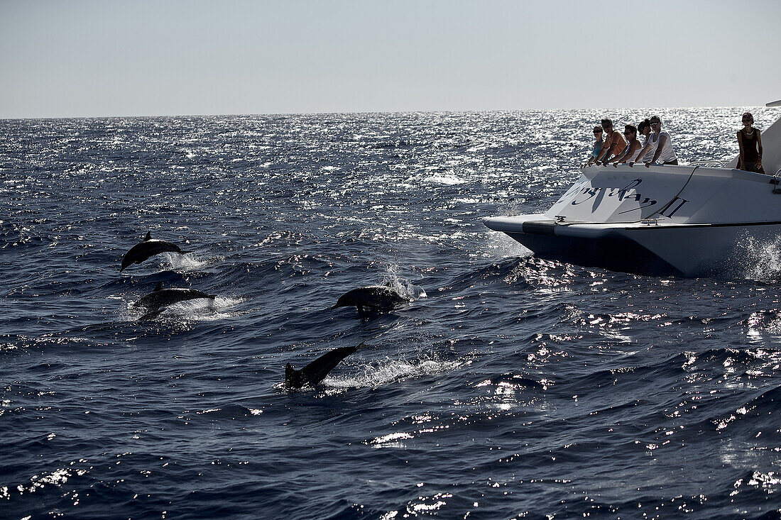 Menschen auf einem Boot beobachten schwimmende Delphine, Dominica, Kleine Antillen, Karibik