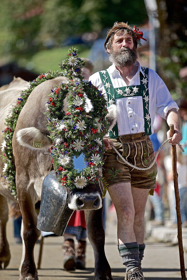 Mann in Tracht mit einer geschmückte Kuh beim Viehscheid, Allgäu, Bayern, Deutschland