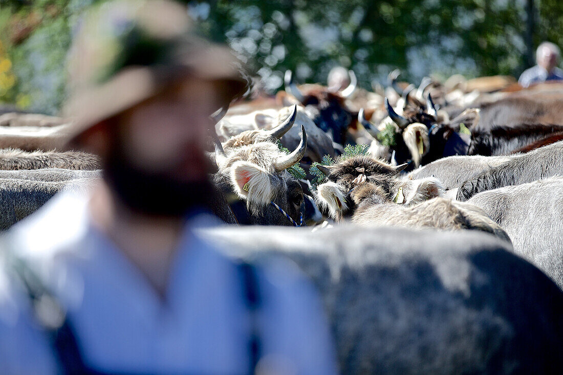 Traditioneller Viehscheid, Allgäu, Bayern, Deutschland