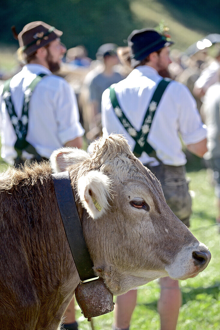 Zwei Männer in Tracht beim Viehscheid, Allgäu, Bayern, Deutschland