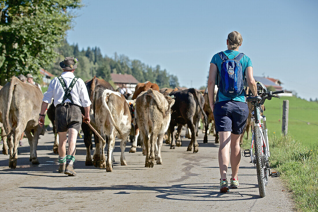 Traditioneller Viehscheid, Allgäu, Bayern, Deutschland