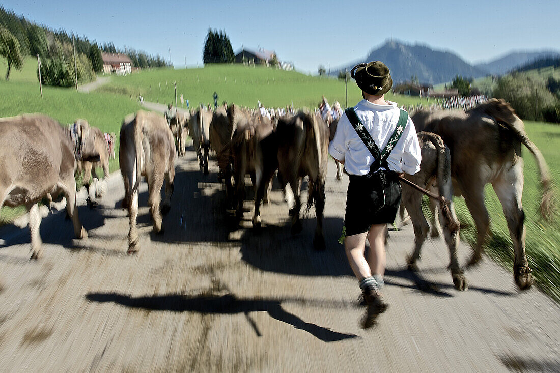 Mann in Tracht beim Viehscheid, Allgäu, Bayern, Deutschland