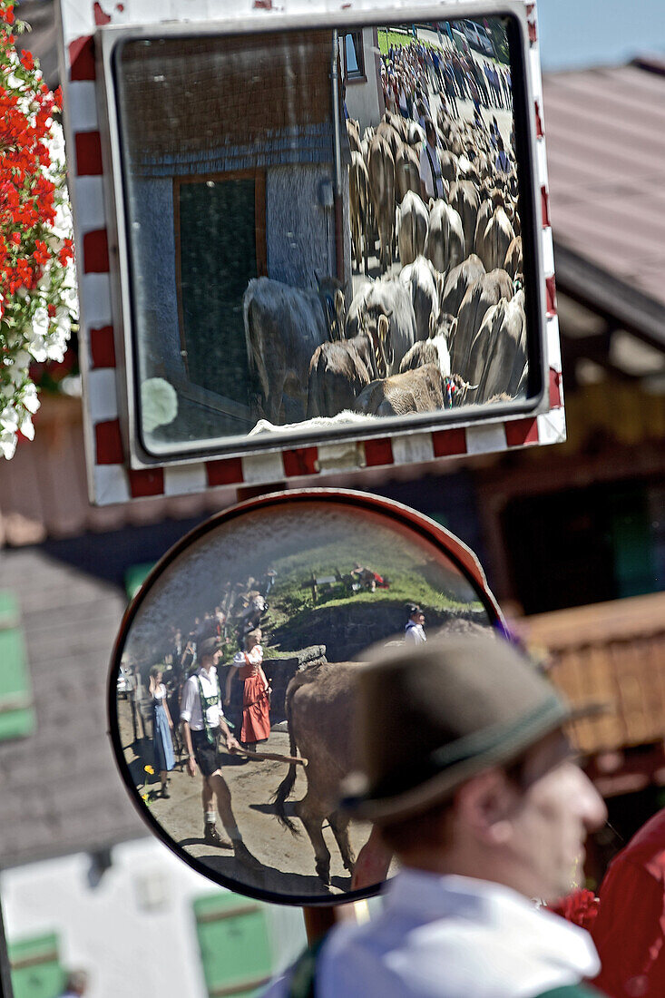 Traditioneller Viehscheid, Allgäu, Bayern, Deutschland