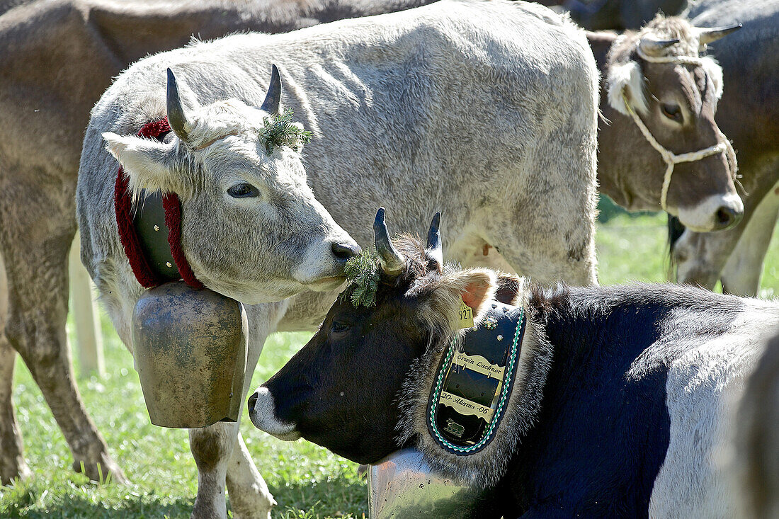 Kühe mit Glocken bei einem Viehscheid, Allgäu, Bayern, Deutschland