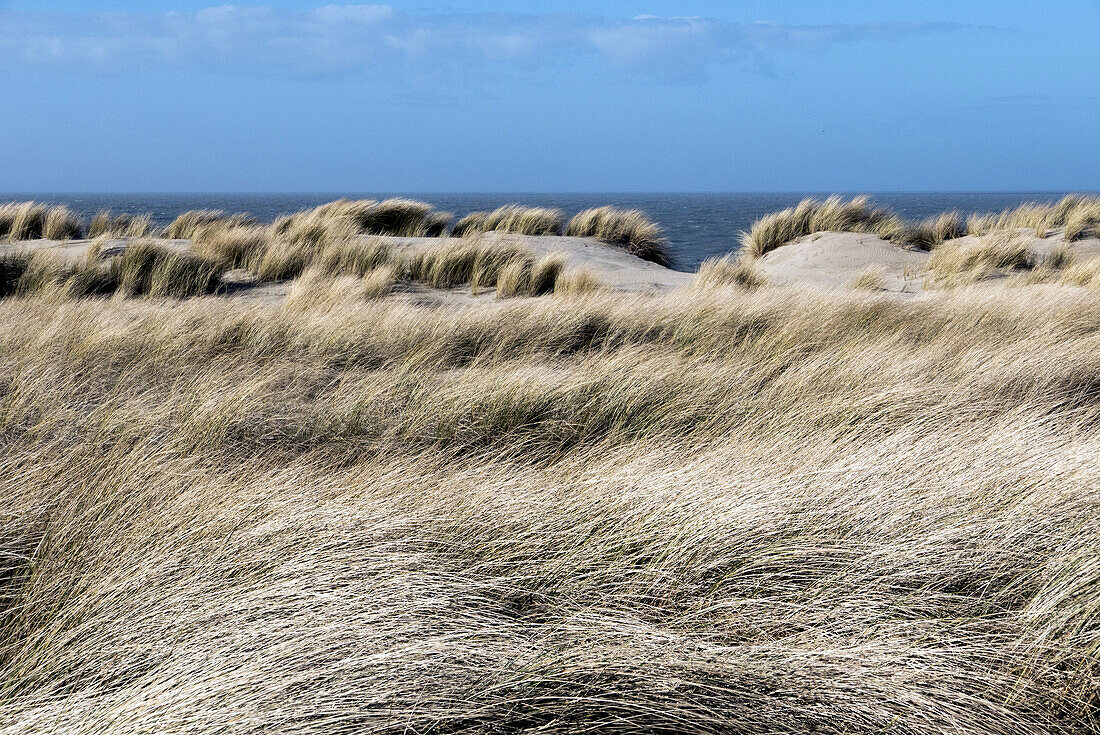 dunes, Domburg, North Sea Coast, Zeeland, Netherlands