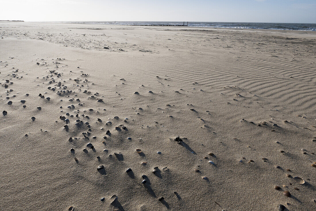 Muscheln und Sand, Sandstrand, Domburg, Nordsee-Küste, Provinz Seeland, Niederlande