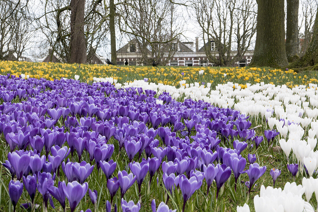 crocusses, Goes, Zeeland, Netherlands