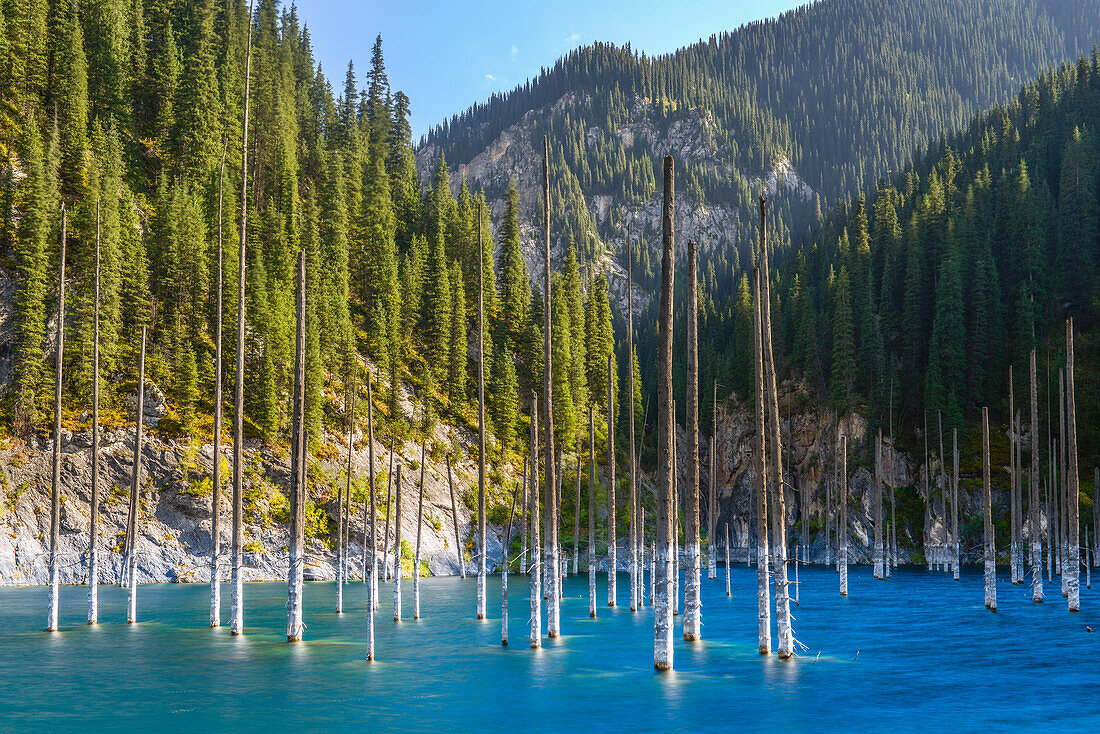 Trunks of spruces are rising from Kaindy Lake, Tien Shan Mountains, Tian Shan, Almaty region, Kazakhstan, Central Asia, Asia