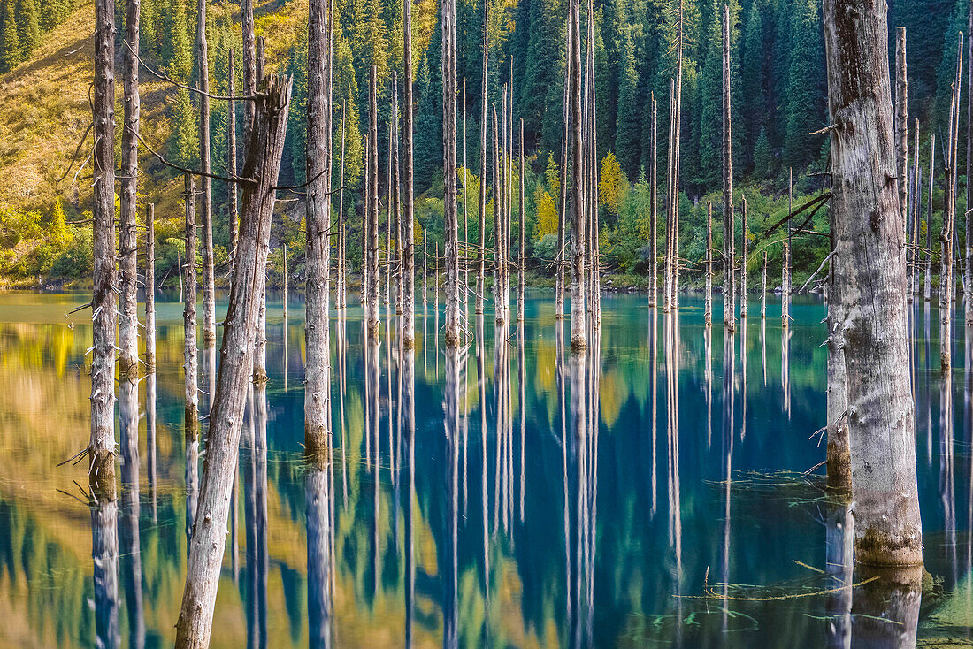 Trunks of spruces are rising from Kaindy Lake in autumn and are forming reflections, Tien Shan Mountains, Tian Shan, Almaty region, Kazakhstan, Central Asia, Asia