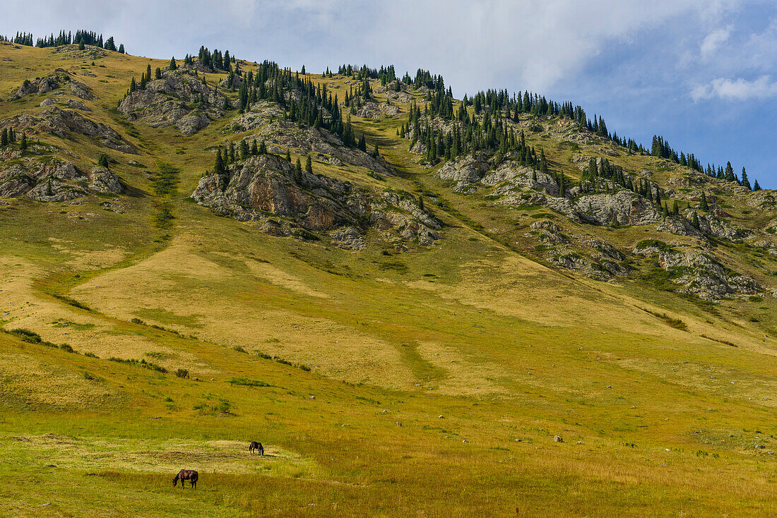Pferde grasen auf Hochalm, Kolsay Seen Nationalpark, Region Almaty, Tien Shan Gebirge, Tian Shan, Kasachstan, Zentralasien, Asien