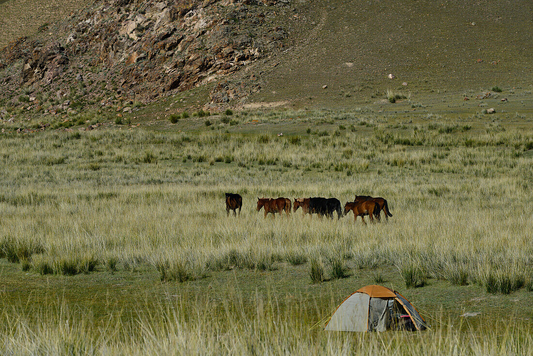 Wild horses and tent in the steppe, Tuzkoel Salt Lake, Tuzkol, Tien Shan, Tian Shan, Almaty region, Kazakhstan, Central Asia, Asia