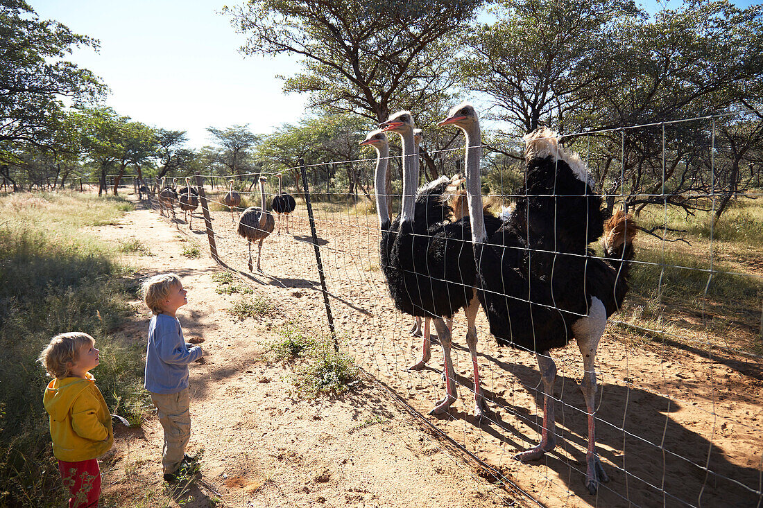 Zwei Jungen beobachten Straussenvögel durch einen Zaun, Harnas Wildlife Foundation, Omaheke, Namibia