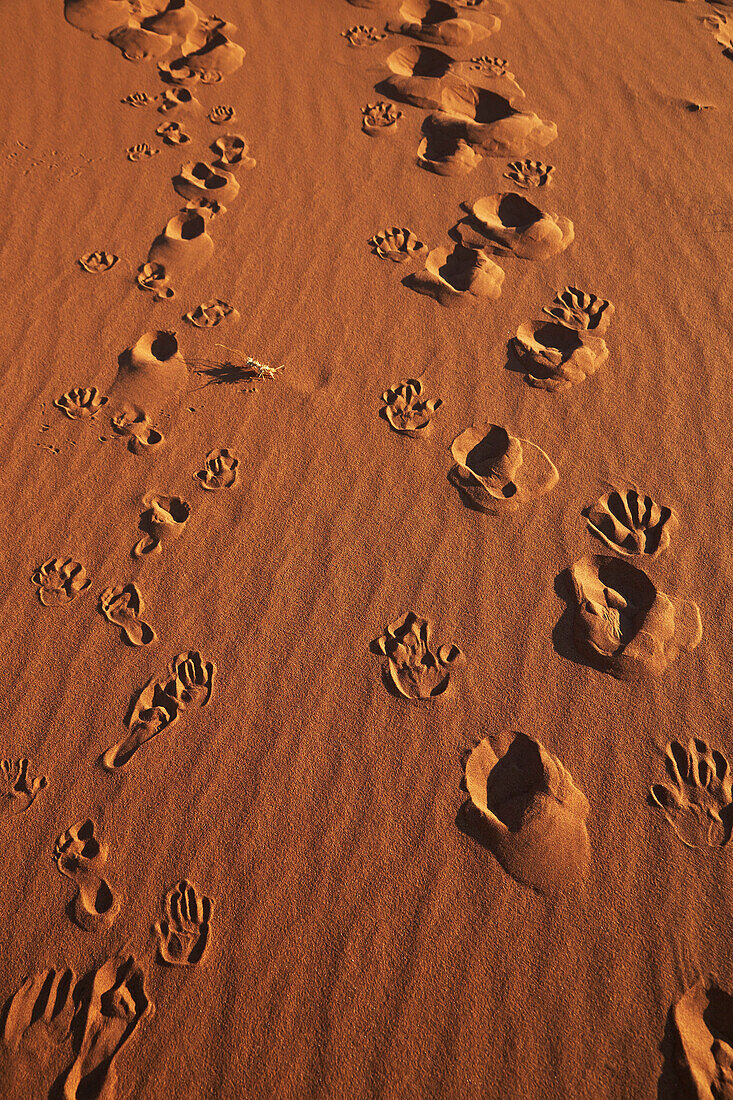 Hand- und Fußspuren in roter Sanddüne, Deadvlei, Sossusvlei, Namib-Naukluft-Nationalpark, Namibia