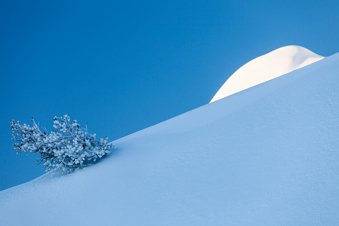 verschneiter Strauch im Tennengebirge, Salzburg, Österreich