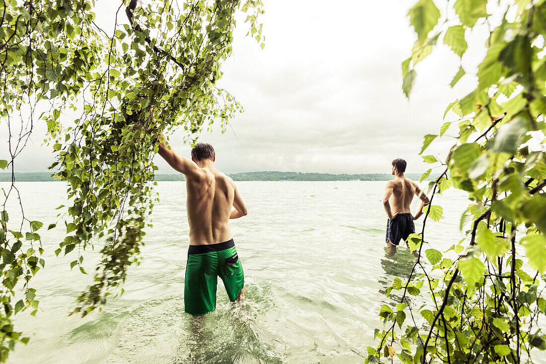 zwei junge Männer steigen neben Birke in den Starnberger See, Berg, Oberbayern, Deutschland