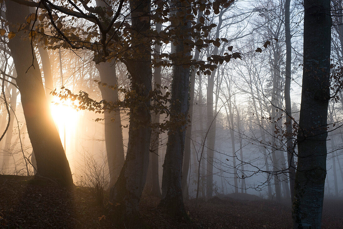 Forest with backlit fog, Berg, Upper Bavaria, Germany