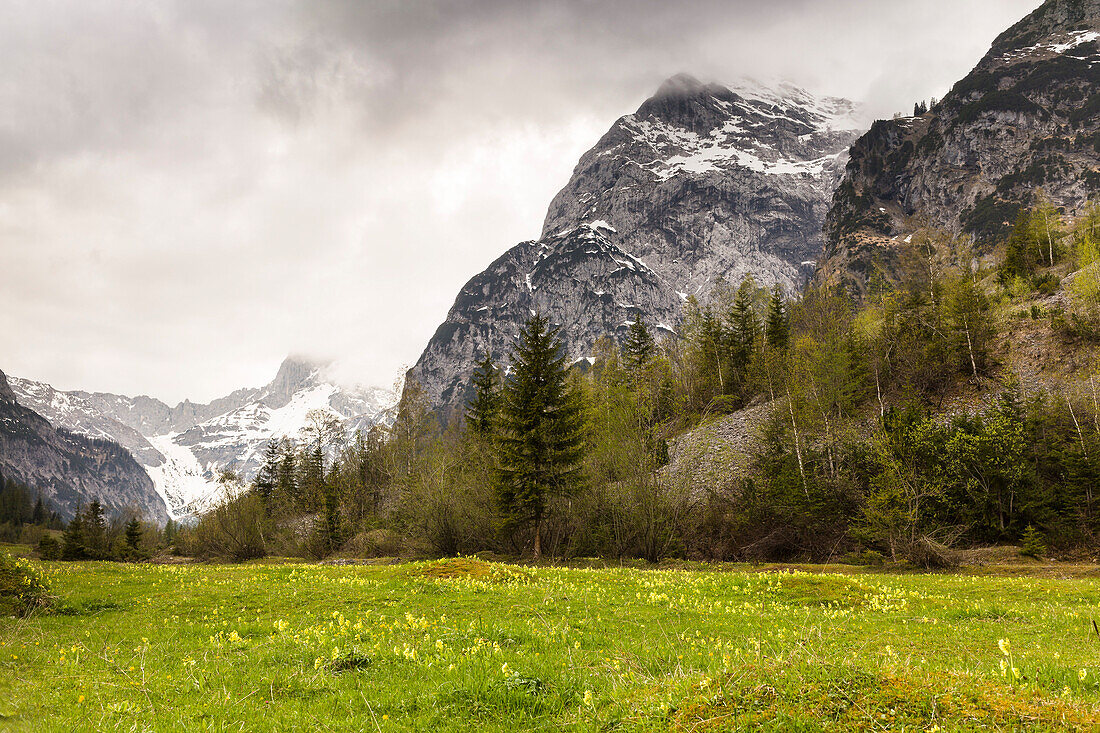 flower meadow in Spring, Falzthurn valley, Karwendel mountains, Pertisau, Tirol, Austria