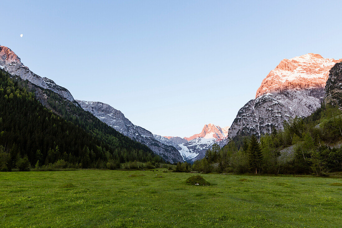 Blumenwiese im Falzthurntal bei Sonnenaufgang, im Hintergrund Lamsenspitze, Karwendel-Gebirge, Pertisau, Tirol, Österreich