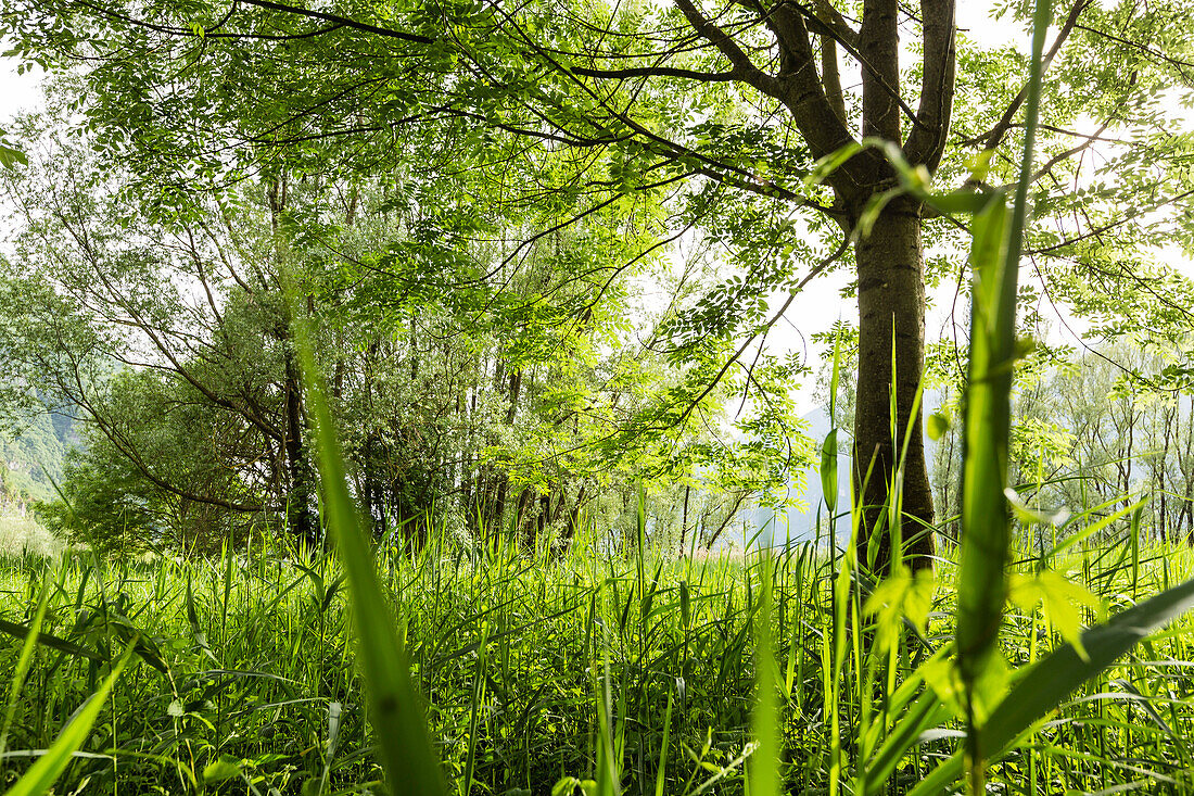 reed and trees, Lake Idro, Baitoni, Trentino, Italy