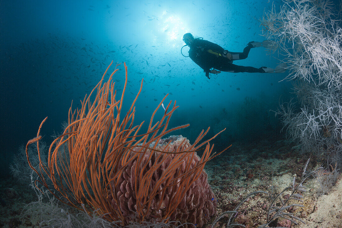 Scuba Diver and Red Whip Coral, Ellisella ceratophyta, Triton Bay, West Papua, Indonesia