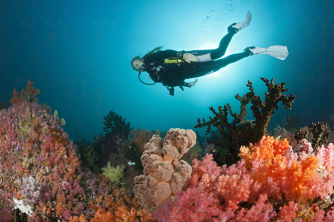 Scuba Diver and colored Coral Reef, Triton Bay, West Papua, Indonesia