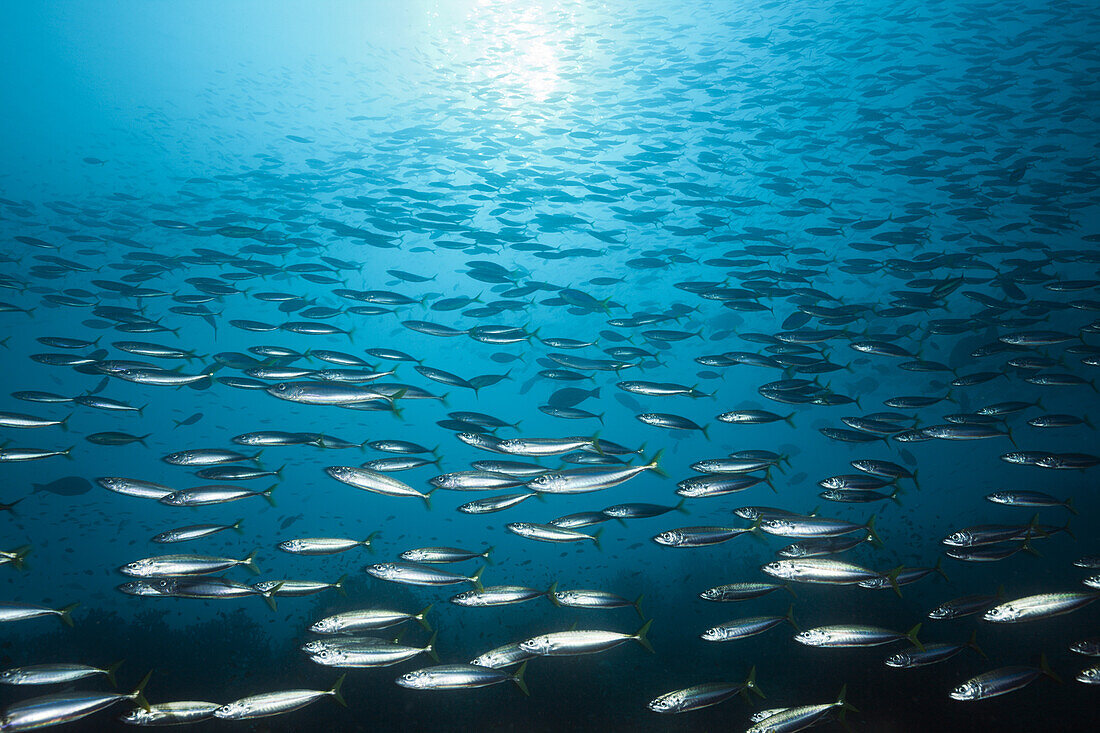 Schwarm Hochruecken-Heringsmakrelen, Decapterus maruadsi, Triton Bay, West Papua, Indonesien