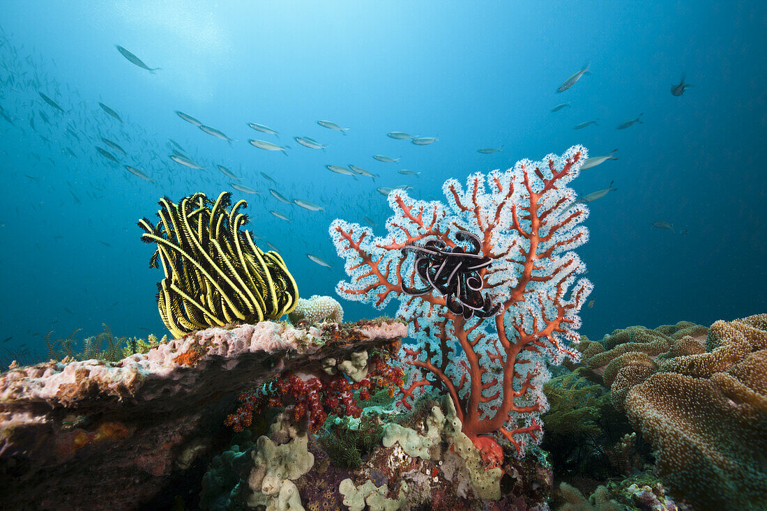 Riff mit Federstern, Triton Bay, West Papua, Indonesien