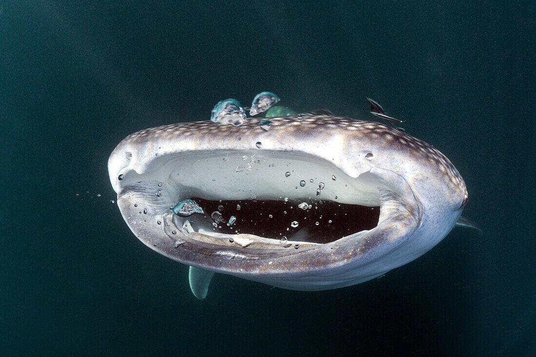 Fressender Walhai, Rhincodon typus, Triton Bay, West Papua, Indonesien
