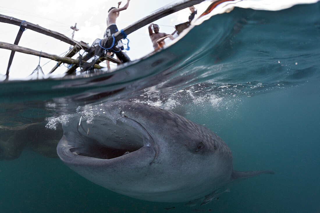 Fisherman feeds Whale Shark, Rhincodon typus, Triton Bay, West Papua, Indonesia